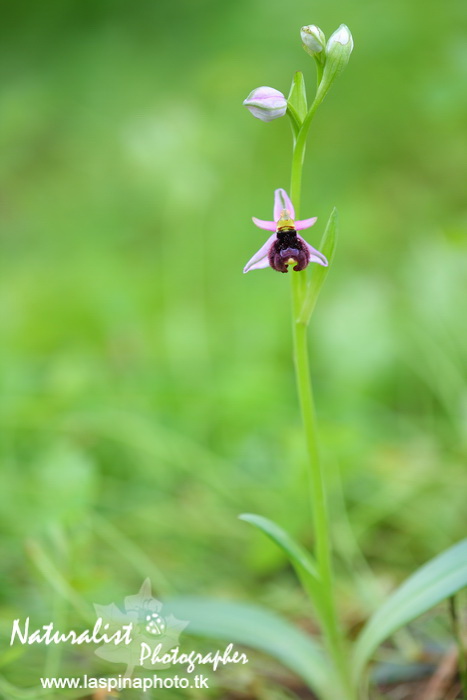 Sabato e Domenica...una scorpacciata di Orchidee!